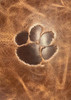 Kentucky Wildcats UK Padholder Tan Genuine Leather Padfolio