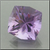 Purple Amethyst #G-1894