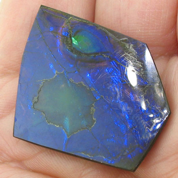 naturally polished Ammolite #IT-831