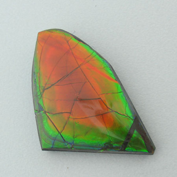 Freeform Ammolite #IT-922