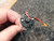 Mabuchi Camera A/F DC Micro Motor with built in gearbox PMG-7RB 03K, 6960616, 03XOD for Hitachi VME16E etc.