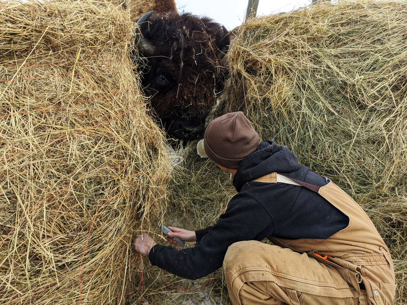 Christmas week on the ranch...