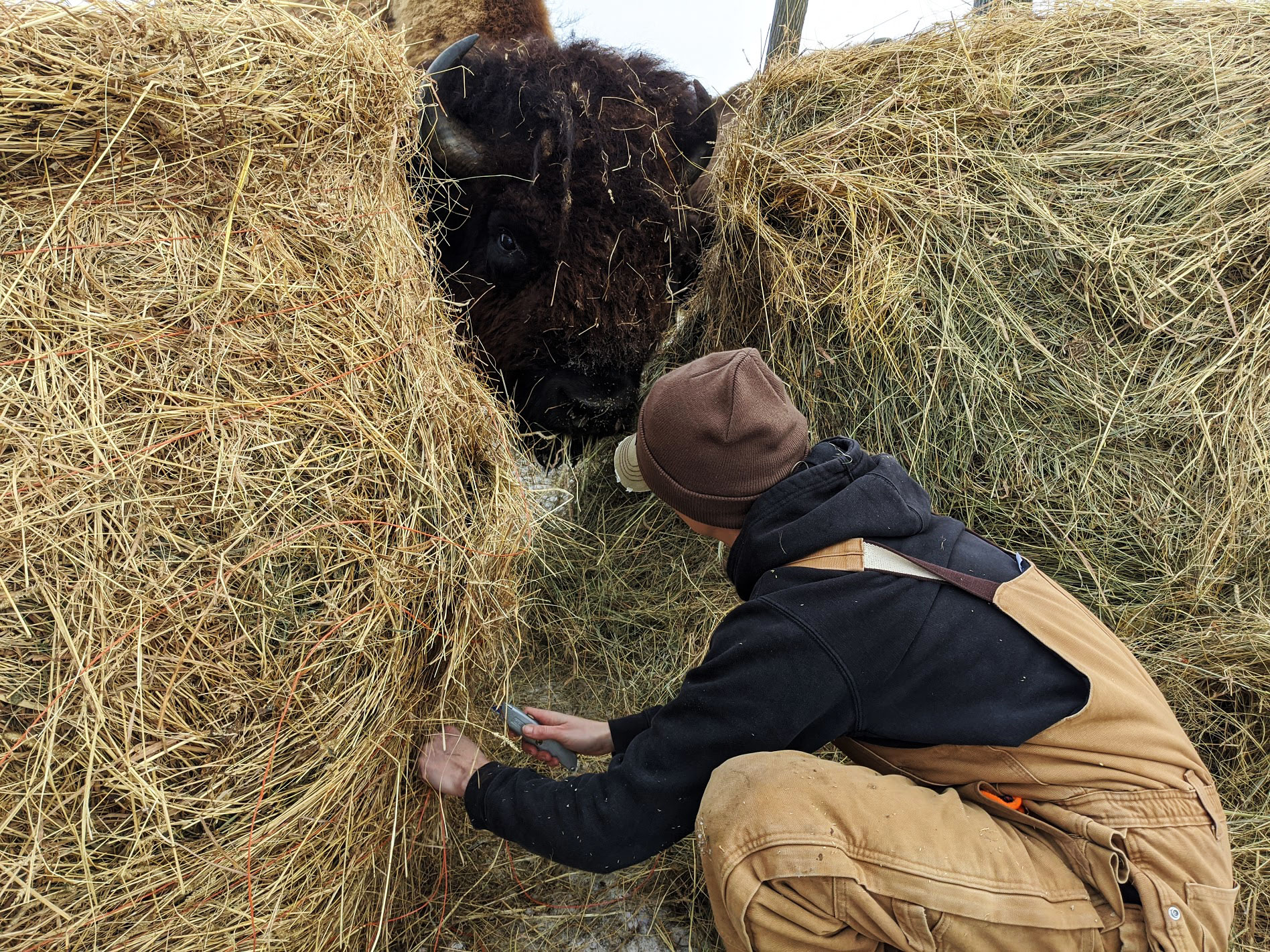 Christmas week on the ranch...