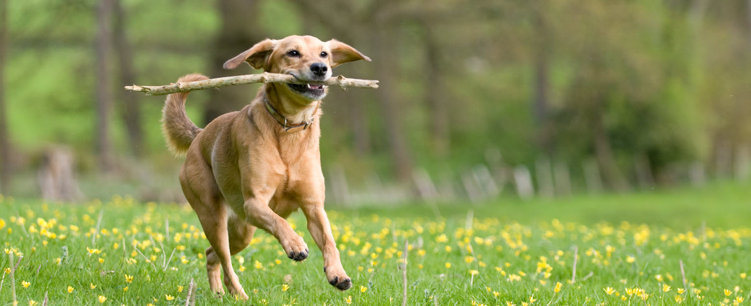 Dog With Diamond Helmet And Diamond Leggings