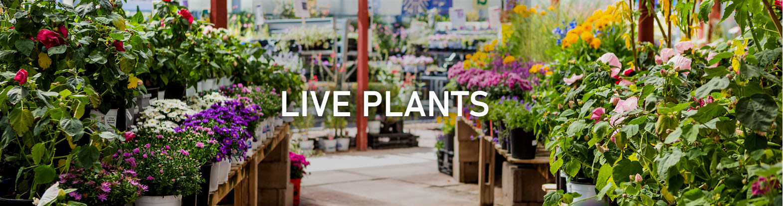Live Plants Banner