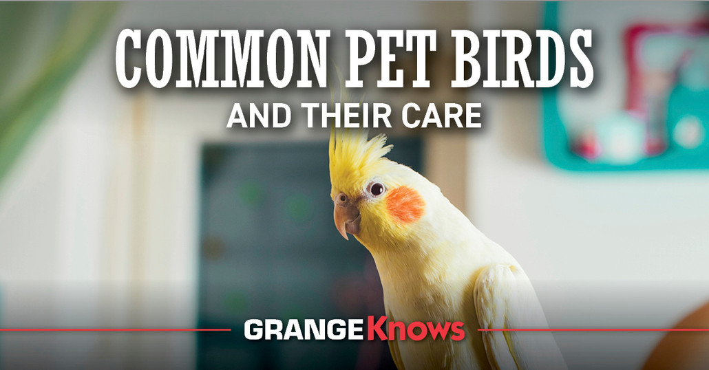 Common Pet Birds and Their Care Common Pet Birds and Their Care