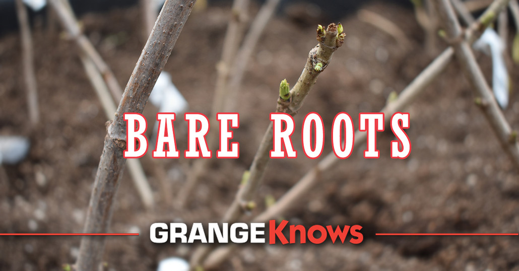 Bare Roots - What Makes Them Different?