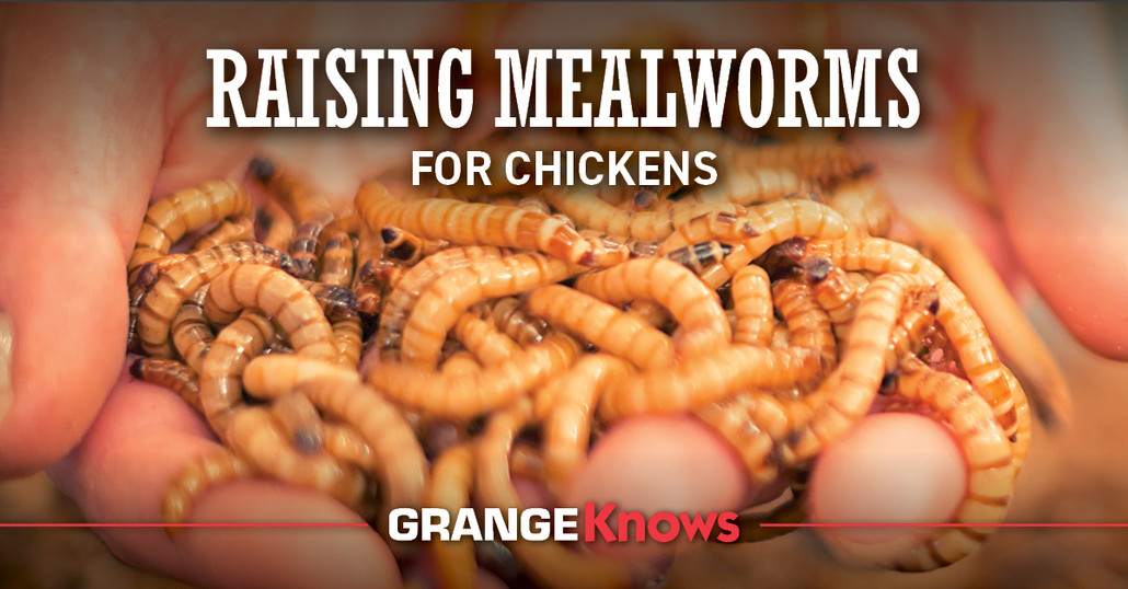 Raising Mealworms for Chickens