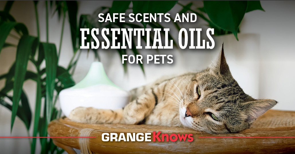 Safe Scents and Essential Oils for Pets