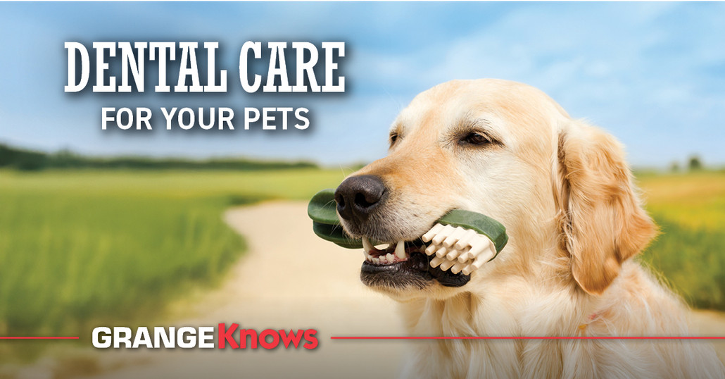 Pet Dental Care Pet Dental Care