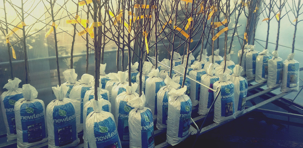 7 Steps To Planting Bare Root Trees and Shrubs