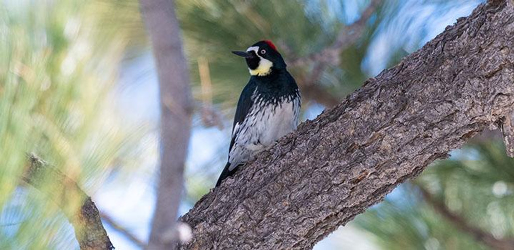 Acorn Woodpecker