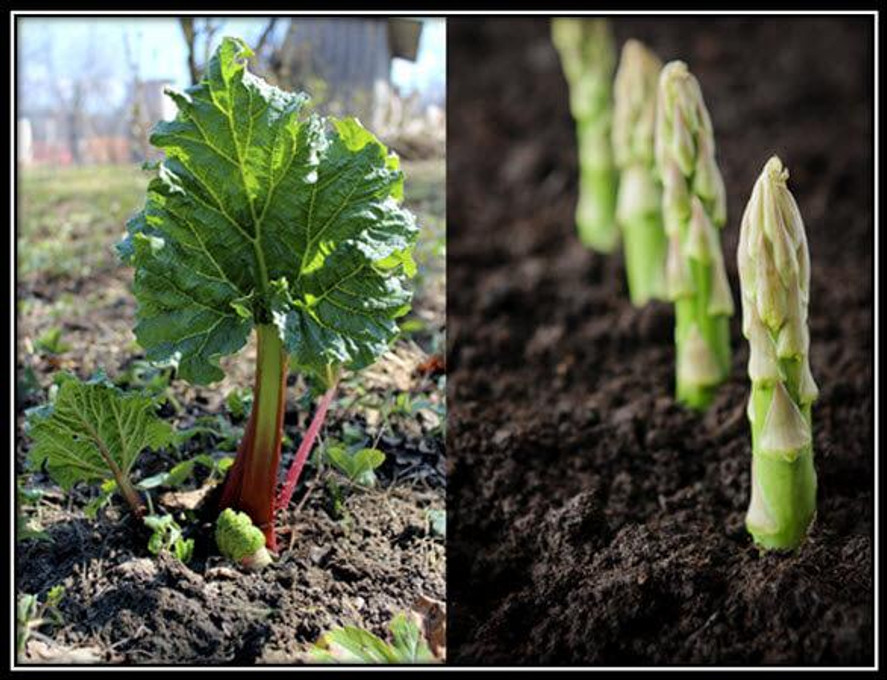 Asparagus & Rhubarb