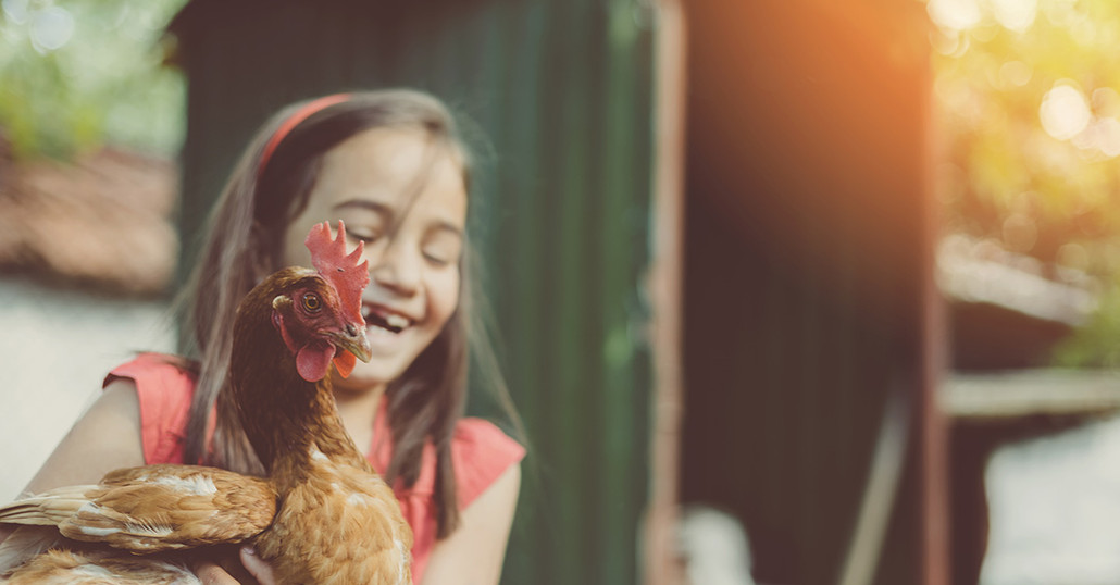 Backyard Chickens - Caring and Raising Your Flock