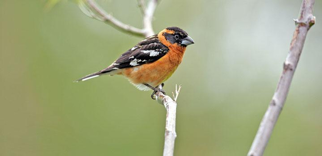 Black-Headed Grosbeak