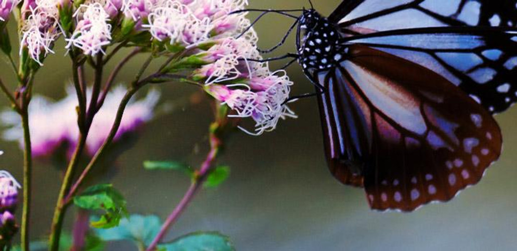 Butterfly Garden Plants