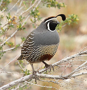 California Quail