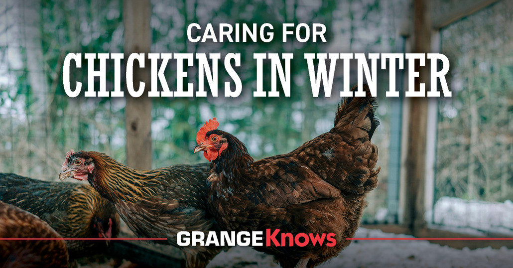 Caring for Chickens in the Winter