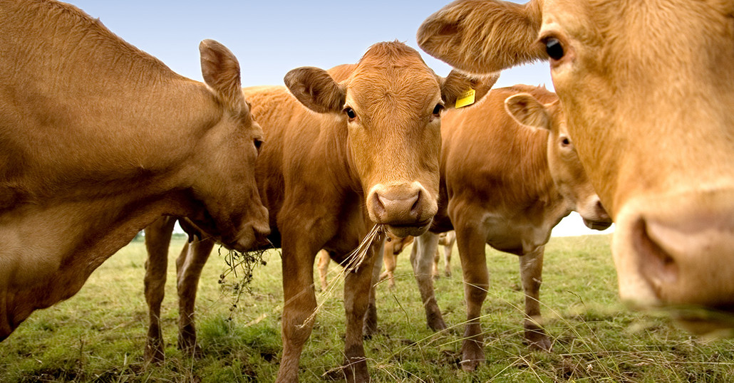 Grange Co-op to Match Up to $5,000 in Fire Relief for Oregon Cattlemen’s Association Livestock Aid