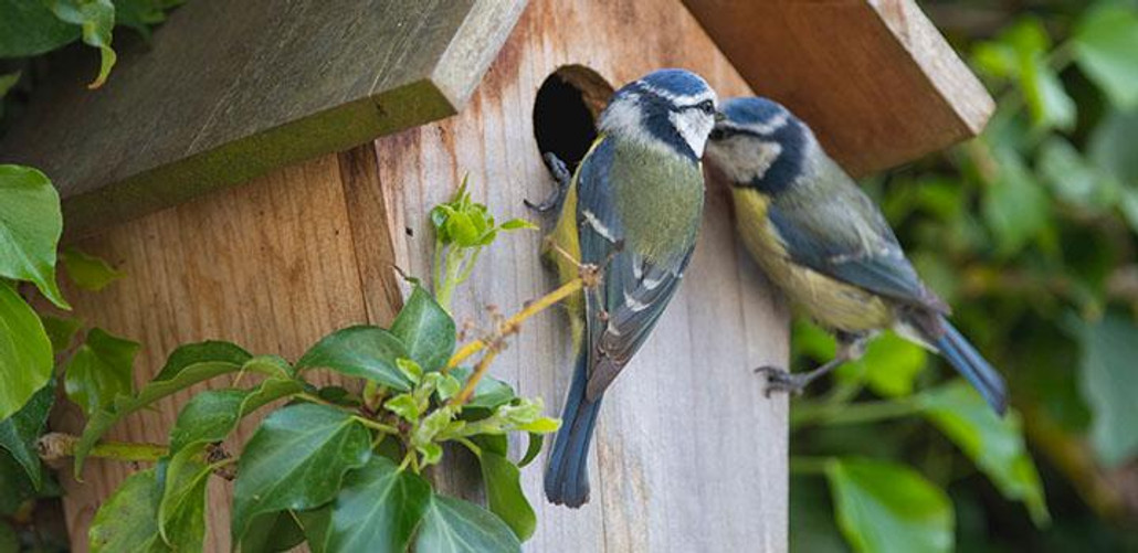 Citizen Science