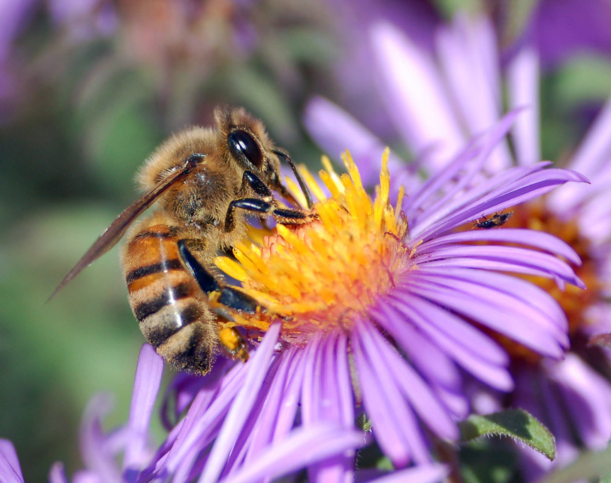 Collecting Honey Bees & Honey