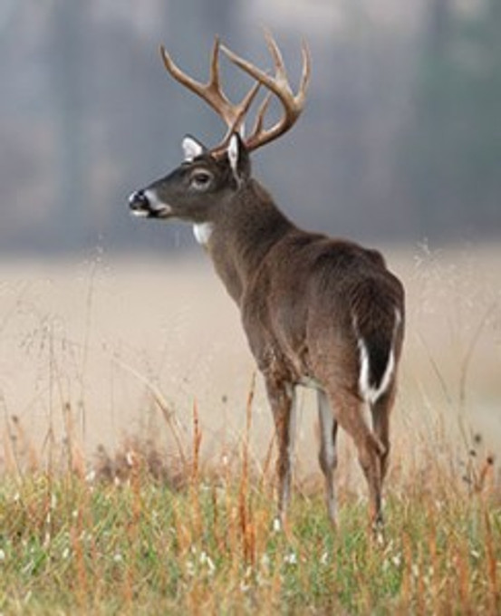 Deer Proofing Your Yard