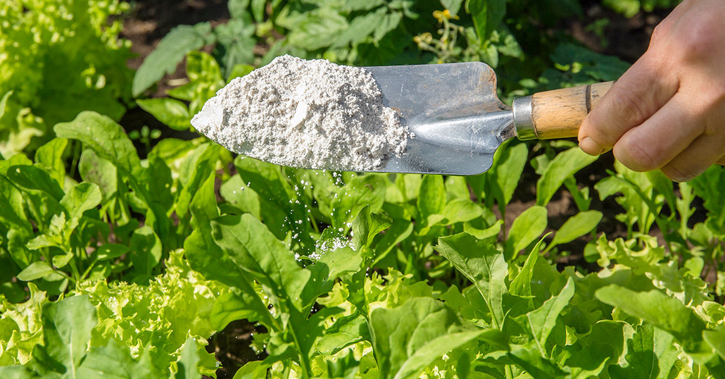 Diatomaceous Earth Diatomaceous Earth