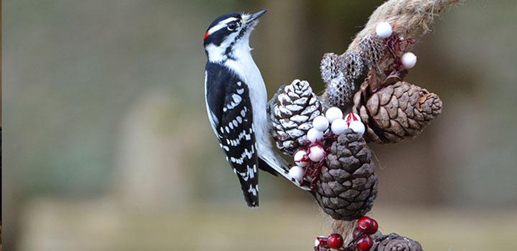 Downy Woodpecker