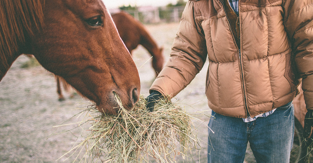 Equine Nutrition & Feed Tips