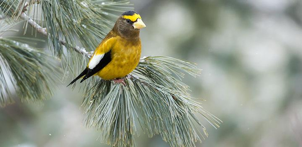 Evening Grosbeak