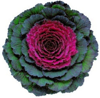 Flowering Cabbage & Kale