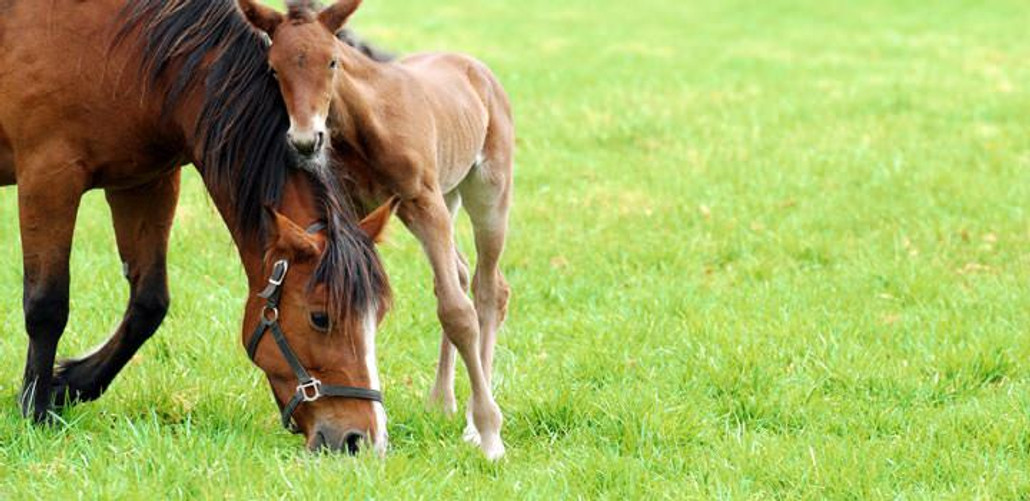 Foaling