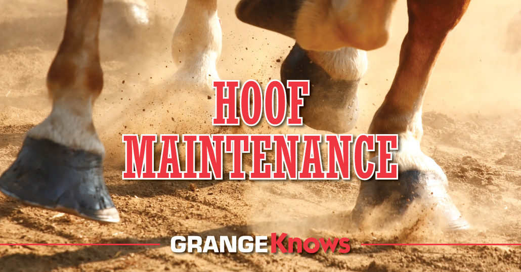 Hoof Care for Equine's Daily Maintenance