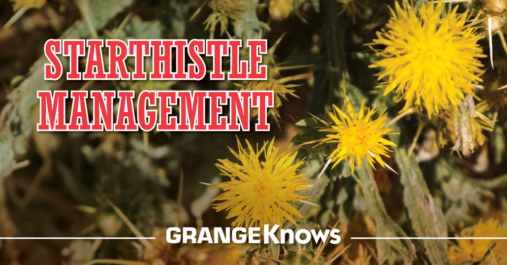 Starthistle Management and Prevention