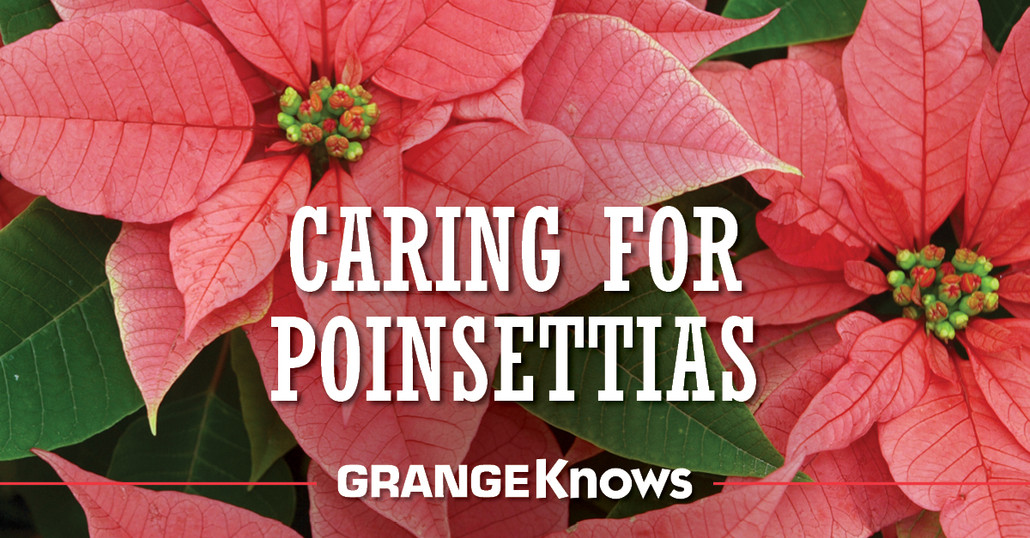 Poinsettia Care