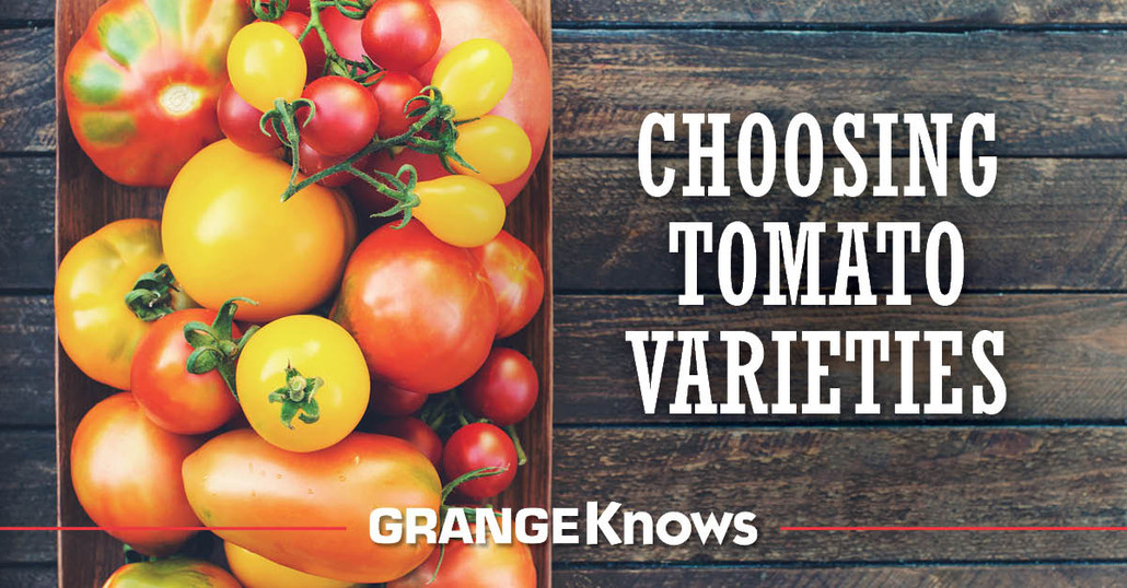 Tomato Varieties: Determinate vs Indeterminate (Part II)