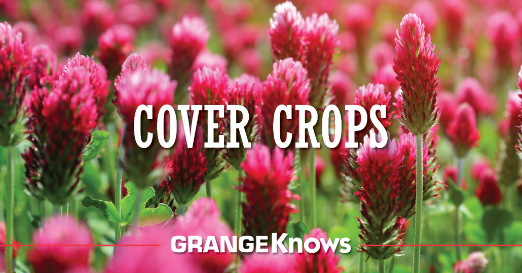 Cover Crop to Improve Soil Diversity Cover Crop to Improve Soil Diversity