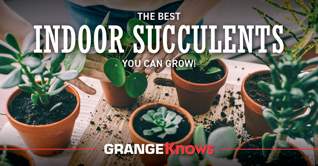The Best Indoor Succulents You Can Grow!