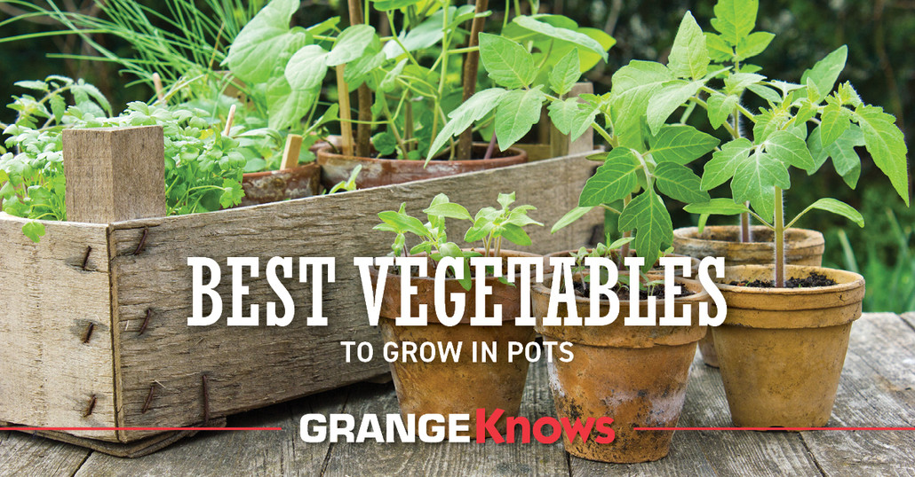 Best Vegetables to Grow in Pots