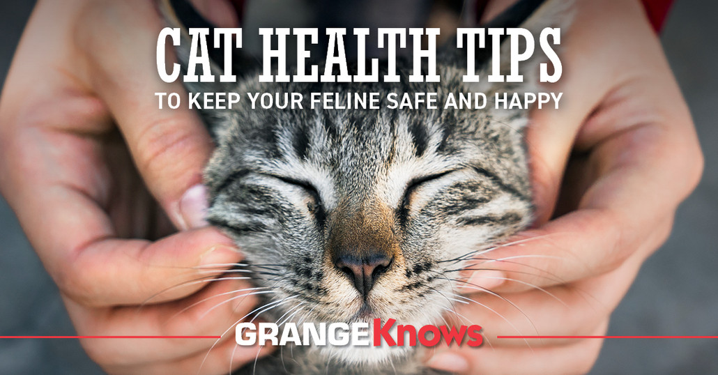 Cat Health Tips to Keep Your Feline Safe and Happy