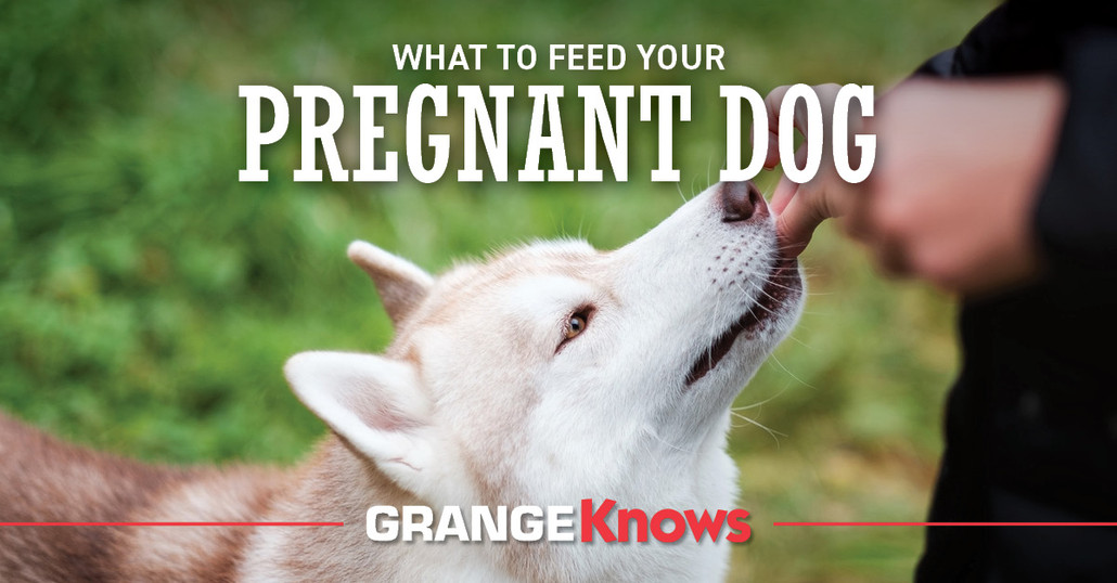 What to Feed Your Pregnant Dog