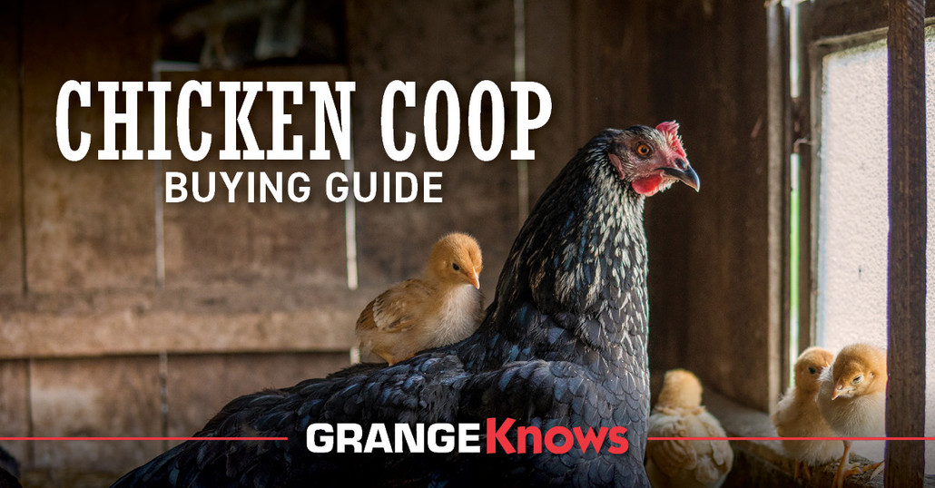 Chicken Coop Buying Guide