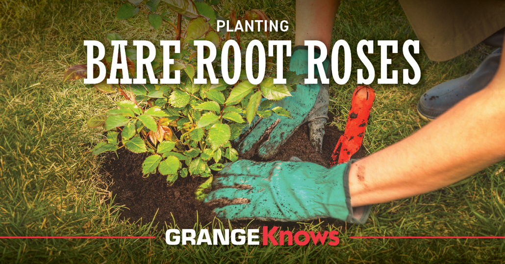 Planting Bare Root Roses