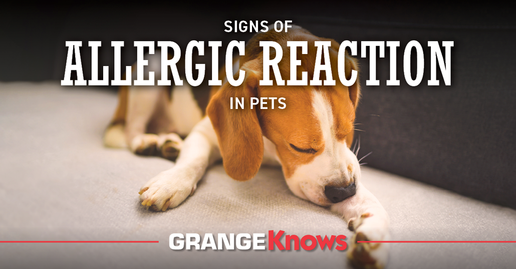 Signs of Allergic Reaction in Pets