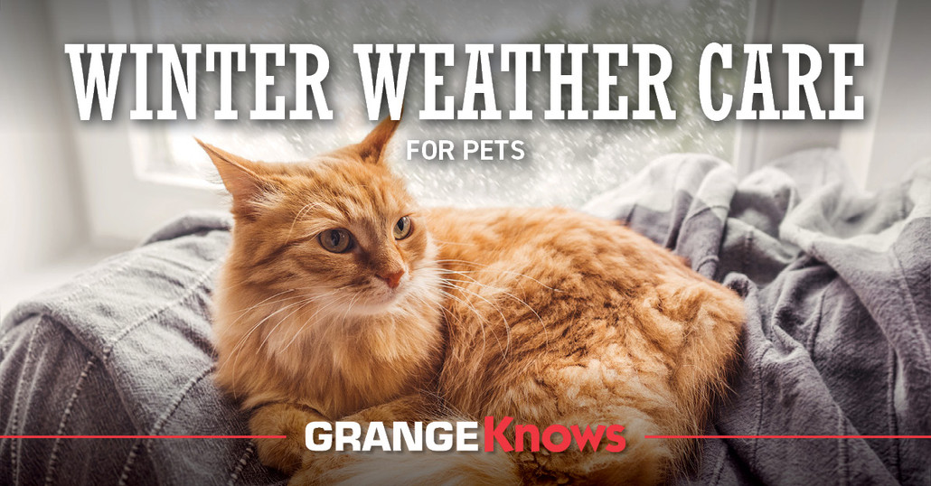 Winter Weather Care Tips For Pets