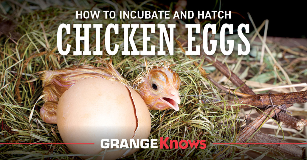 How to Incubate and Hatch Chicken Eggs