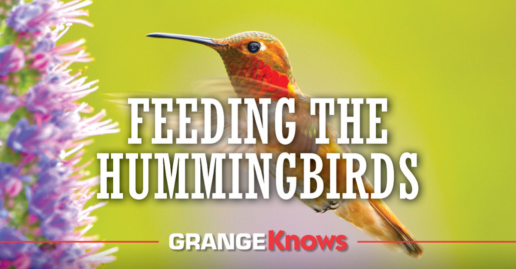 Feeding the Hummingbirds in your Backyard