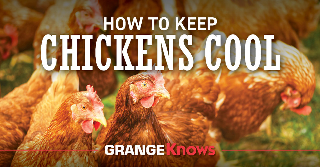 How to Keep Chickens Cool