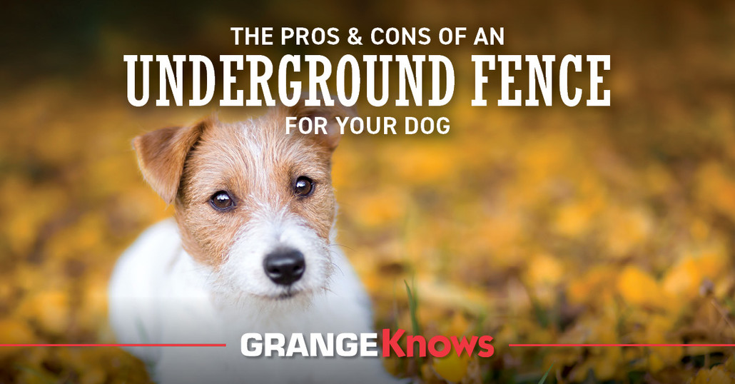 The Pros and Cons of an Underground Fence for Your Dog