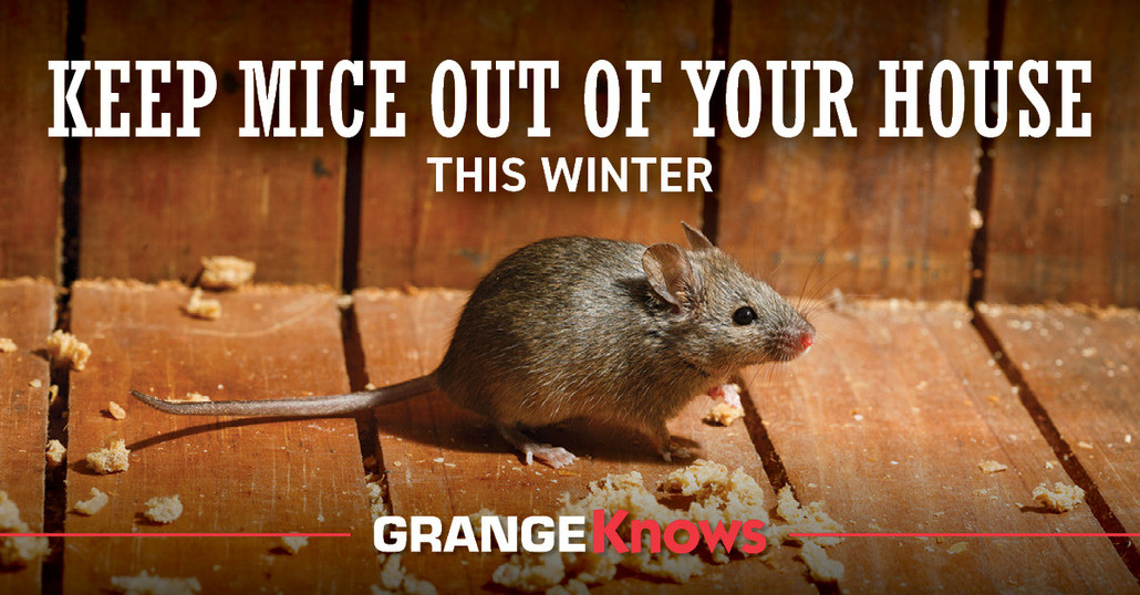 Keep Mice Out of Your House This Winter